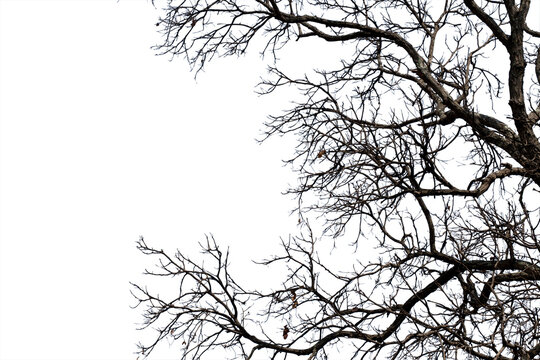 Dead branches isolated , Silhouette dead tree or dry tree on white background with clipping path.