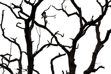Fototapeta na wymiar Dead branches isolated , Silhouette dead tree or dry tree on white background with clipping path.