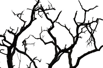 Fototapeta na wymiar Dead branches isolated , Silhouette dead tree or dry tree on white background with clipping path.