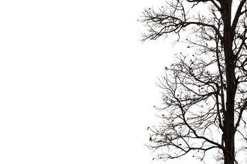 Dead branches isolated , Silhouette dead tree or dry tree on white background with clipping path.