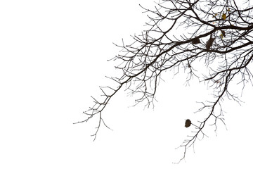 Dead branches isolated , Silhouette dead tree or dry tree on white background with clipping path. - 579445643