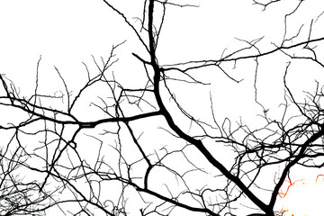 Dead branches isolated , Silhouette dead tree or dry tree on white background with clipping path.
