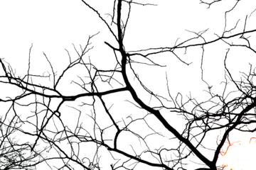 Dead branches isolated , Silhouette dead tree or dry tree on white background with clipping path.