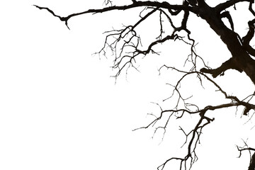 Dead branches isolated , Silhouette dead tree or dry tree on white background with clipping path. - 579445688