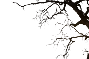 Dead branches isolated , Silhouette dead tree or dry tree on white background with clipping path.
