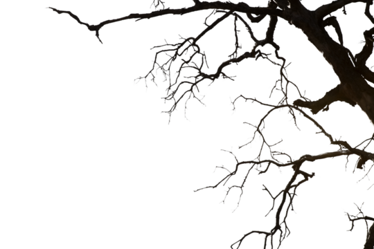 Dead branches isolated , Silhouette dead tree or dry tree on white background with clipping path.