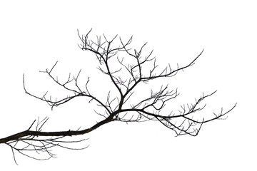 Dead branches isolated , Silhouette dead tree or dry tree on white background with clipping path. - 579445806