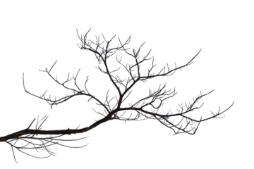 Dead branches isolated , Silhouette dead tree or dry tree on white background with clipping path.