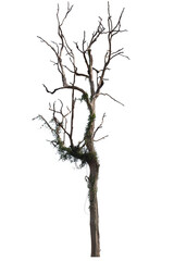 Dead tree isolated on white background with clipping path. Silhouette dead tree or dry tree .