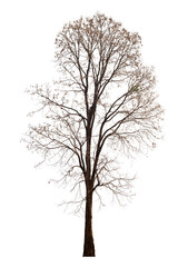 Dead tree isolated on white background with clipping path. Silhouette dead tree or dry tree . - 579446631