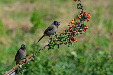 Cute little bird. Nature background. A closeup shot of a bird sitting on a tree branch