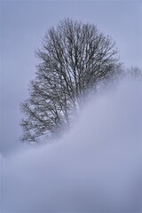 Winter. Snow globe and tree.