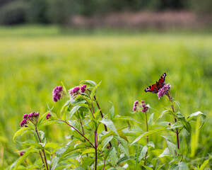 Motyl 