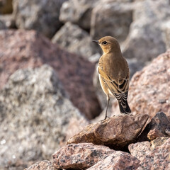 Northern wheatear