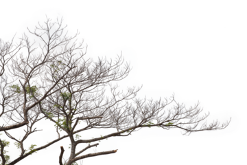 Dead branches isolated , Silhouette dead tree or dry tree on white background with clipping path.