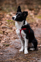 black&white border collie dog sitting still and waiting for the command
