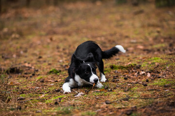 friendly border collie puppy playing in the forest