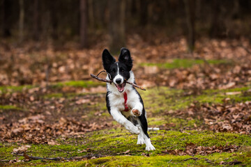 happy black&white border collie puppy running with a stick through the forest