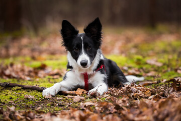 friendly border collie puppy lying on the fresh green moss in the forest