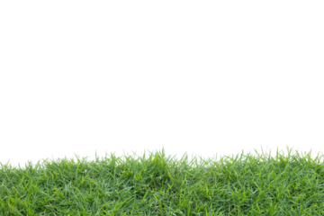 Grass isolated on white background. Clipping path.