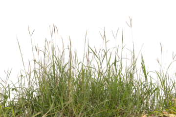 Grass isolated on white background. Clipping path.