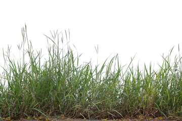 Obraz premium Grass isolated on white background. Clipping path.