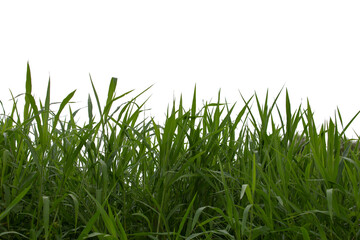 Grass isolated on white background. Clipping path.