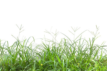 Grass isolated on white background. Clipping path.