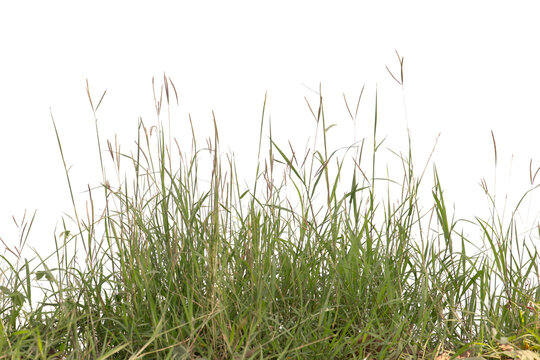 Grass isolated on white background. Clipping path.