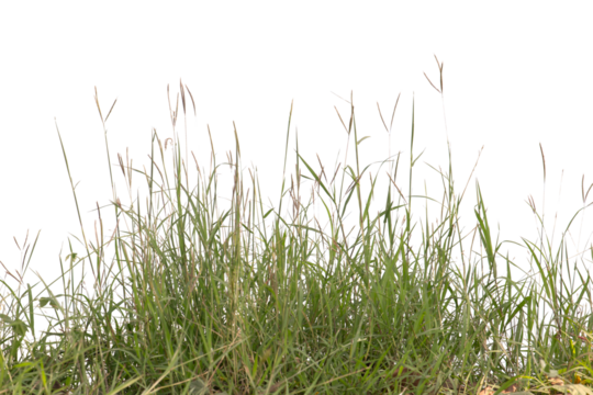 Grass isolated on white background. Clipping path.