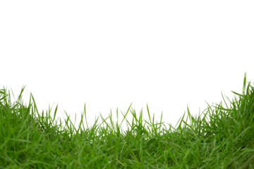 Grass isolated on white background. Clipping path.