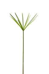 Grass isolated on white background. Clipping path.