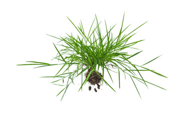 Grass isolated on white background. Clipping path.