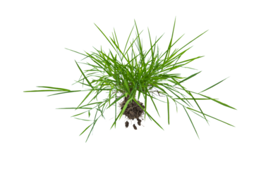 Grass isolated on white background. Clipping path.