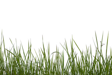 Grass isolated on white background. Clipping path.