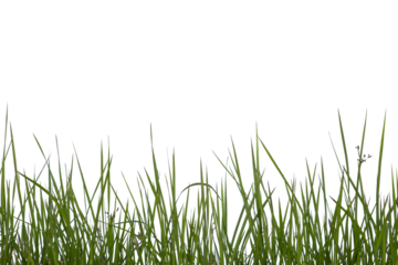 Grass isolated on white background. Clipping path.