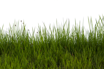 Grass isolated on white background. Clipping path.