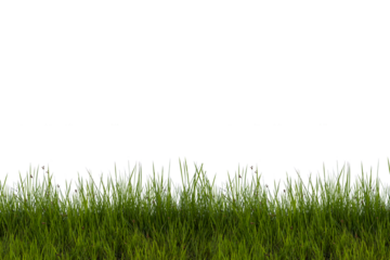 Grass isolated on white background. Clipping path.