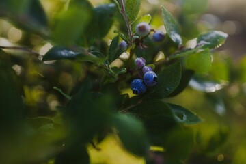 Close Up Of Fresh Ripe Blueberries In A Green Bush