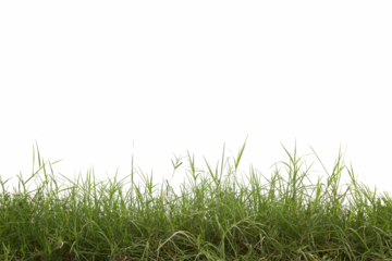 Grass isolated on white background. Clipping path.