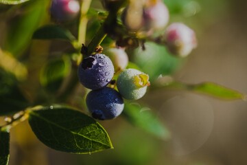 Close Up Of Fresh Ripe Blueberries In A Green Bush
