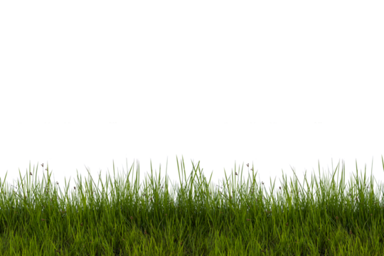 Grass isolated on white background. Clipping path.