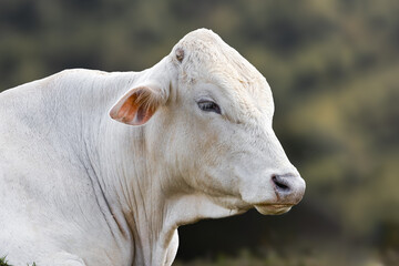 White cow side portrait look from puerto rico