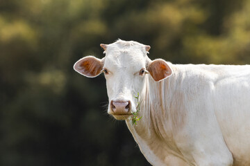 White cow side portrait looking to the camera with grass in the mouth chewing from puerto rico