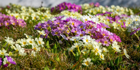 Bunch of beautiful primrose flowers blooming in a field