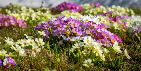 Obraz premium Bunch of beautiful primrose flowers blooming in a field