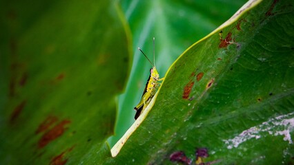 Closeup shot of an insect on a leaf