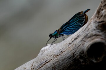 Closeup shot of a blue butterfly on a piece of wood