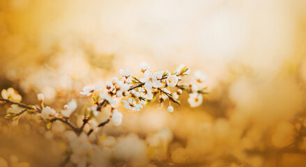 Beautiful fragrant white cherry blossoms bloom on the branches of the bush on a sunny spring day....