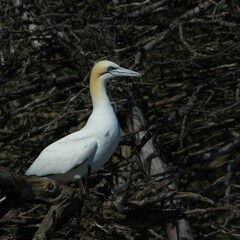 Closeup shot of a Northern Gannet bird